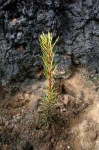 seedling sprouting amidst charred forest