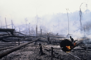 burnt forest