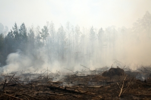 forest fire destruction