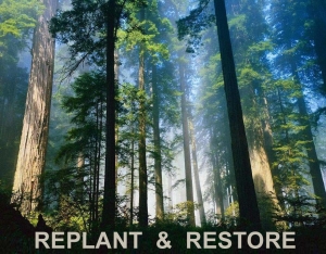 replant & restore the old forests