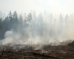forest fire damage