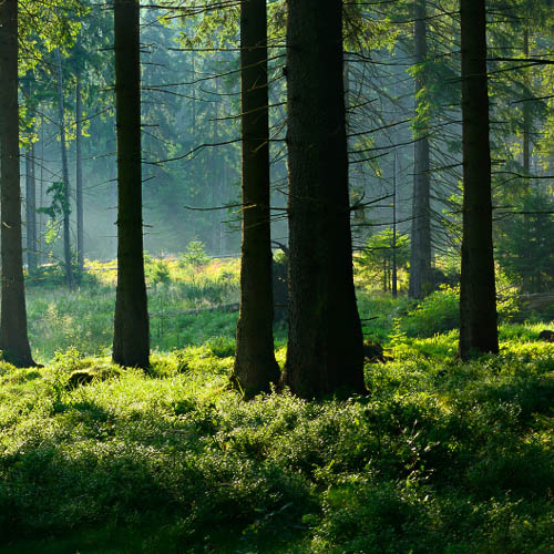 Plant 100 Trees - The Trees Remember