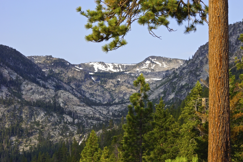 Tahoe National Forest The Trees Remember