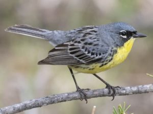 Small bird perched on branch - Kirtland Warbler