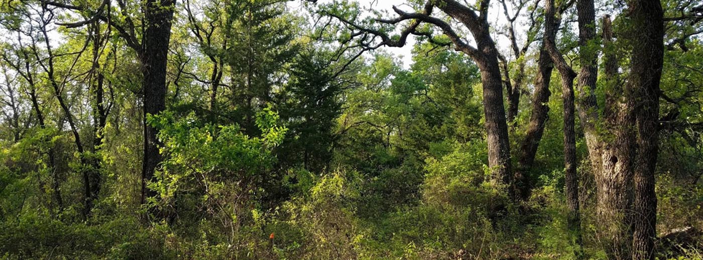 dense forest with underbrush