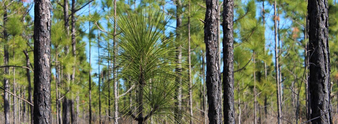 longleaf pine seedling