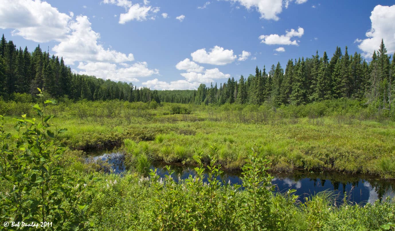 Meadow in Superior National Forest