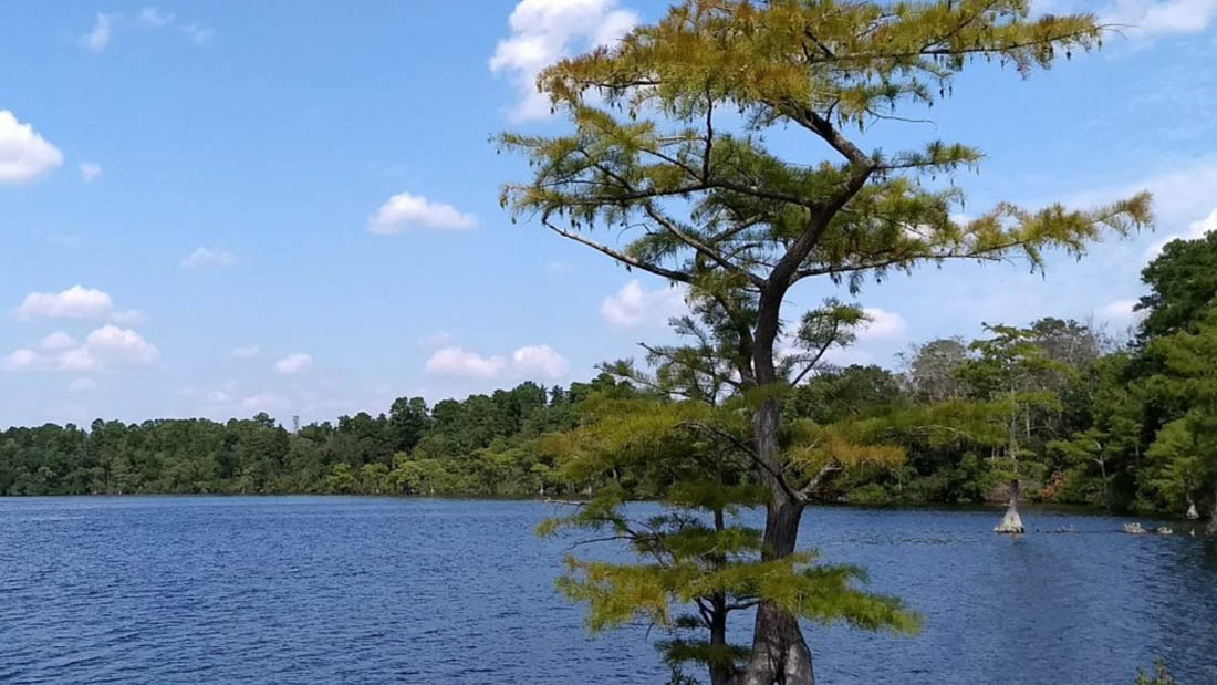 Bladen Lake State Forest NC