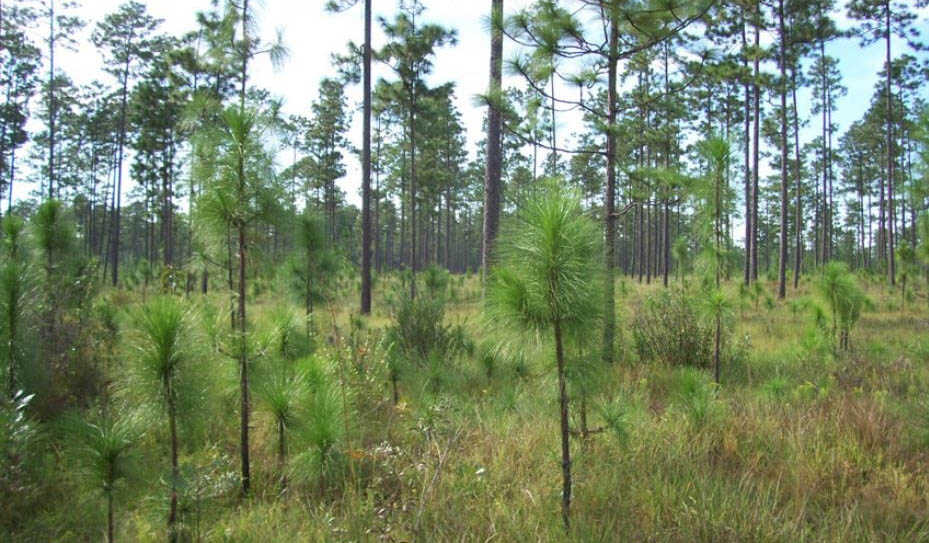 blackwater river state forest pine seedlings