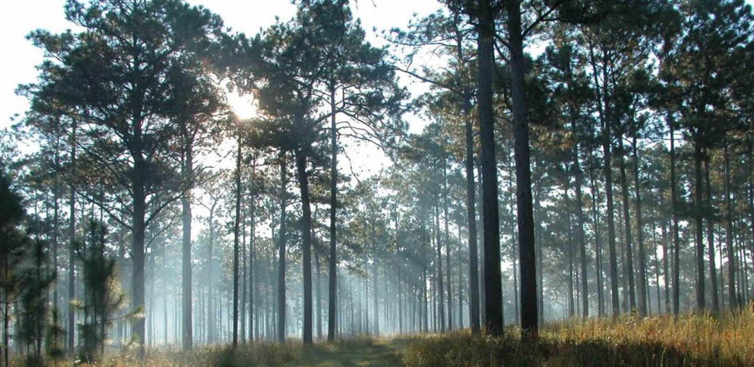 longleaf pine forest in Texas