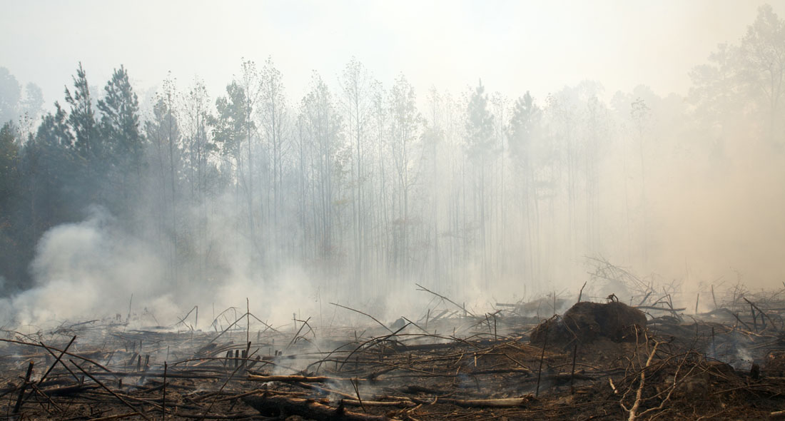 burned landscape after forest fire