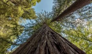 mature trees mature trees