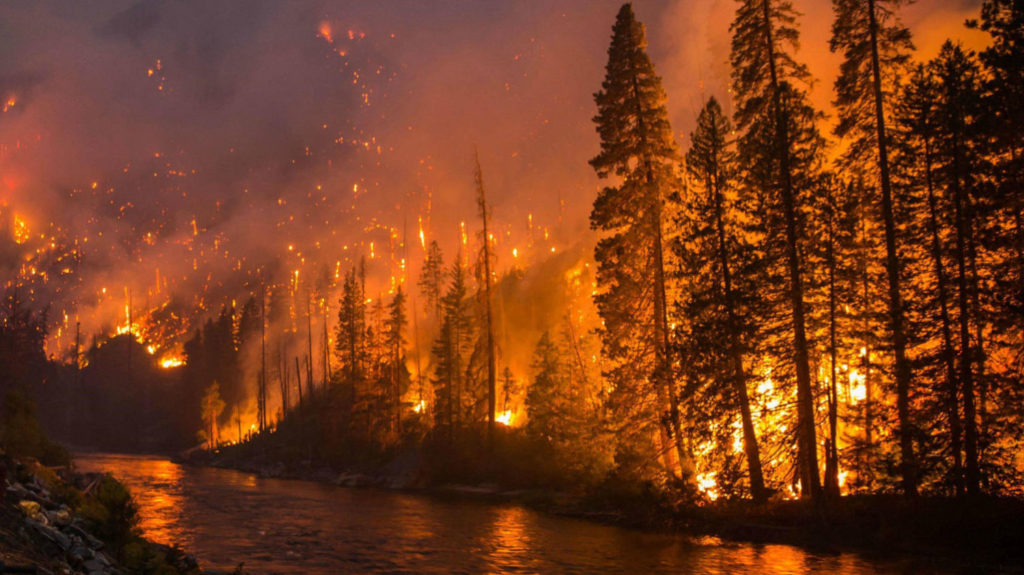 evergreen trees on fire near the bank of a river