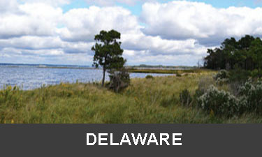 planting trees in Delaware