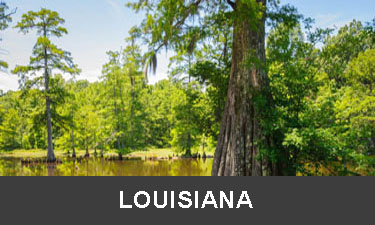 planting trees in Louisiana