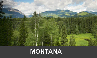 planting trees in Montana