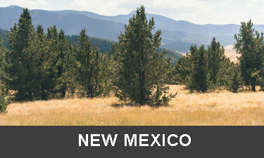 planting trees in New Mexico