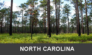 planting trees in North Carolina