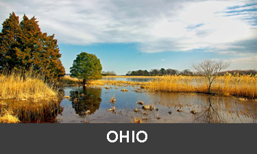 planting trees in Ohio