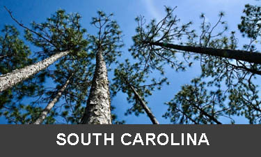 planting trees in South Carolina