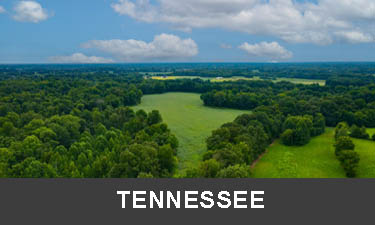 planting trees in Tennessee