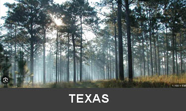 planting trees in Texas