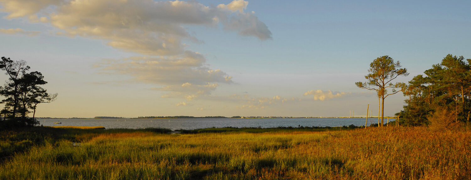 Delaware inland bays planting