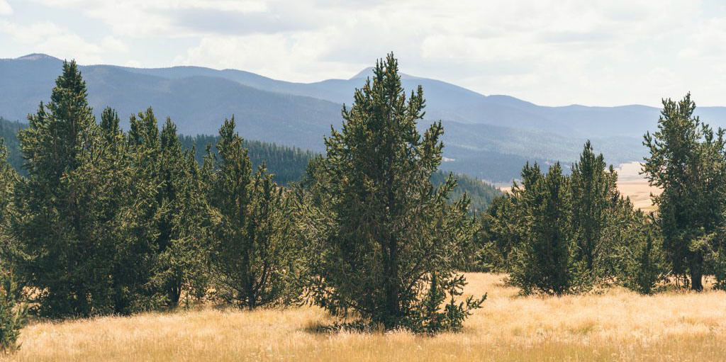 planting trees in New Mexico