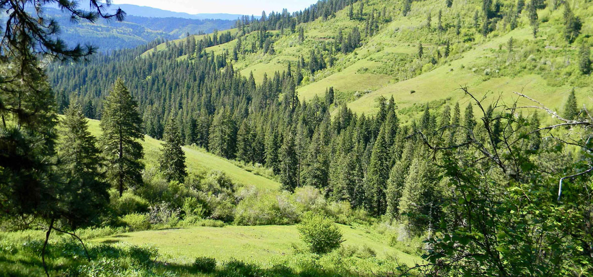 planting trees in Idaho