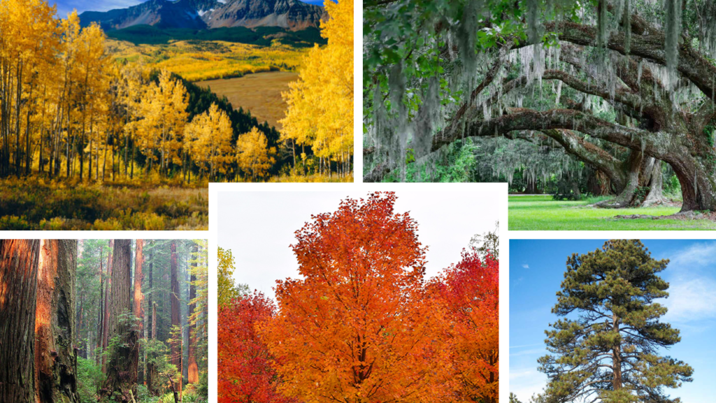 five images of popular trees found in north america
