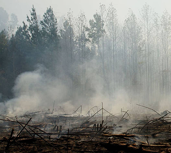 burnt forest7 1