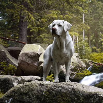 doginwoods 1 doginwoods 1