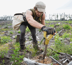 forest-fire-recovery-tree-planter-with-shovel_2000x 1