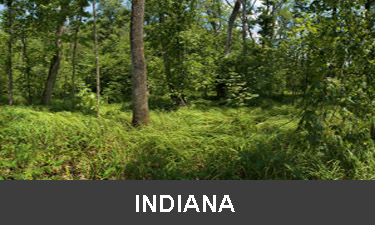 planting-trees-in-indiana