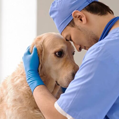 pet care pet care