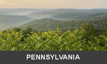 planting trees in pennsylvania planting trees in pennsylvania