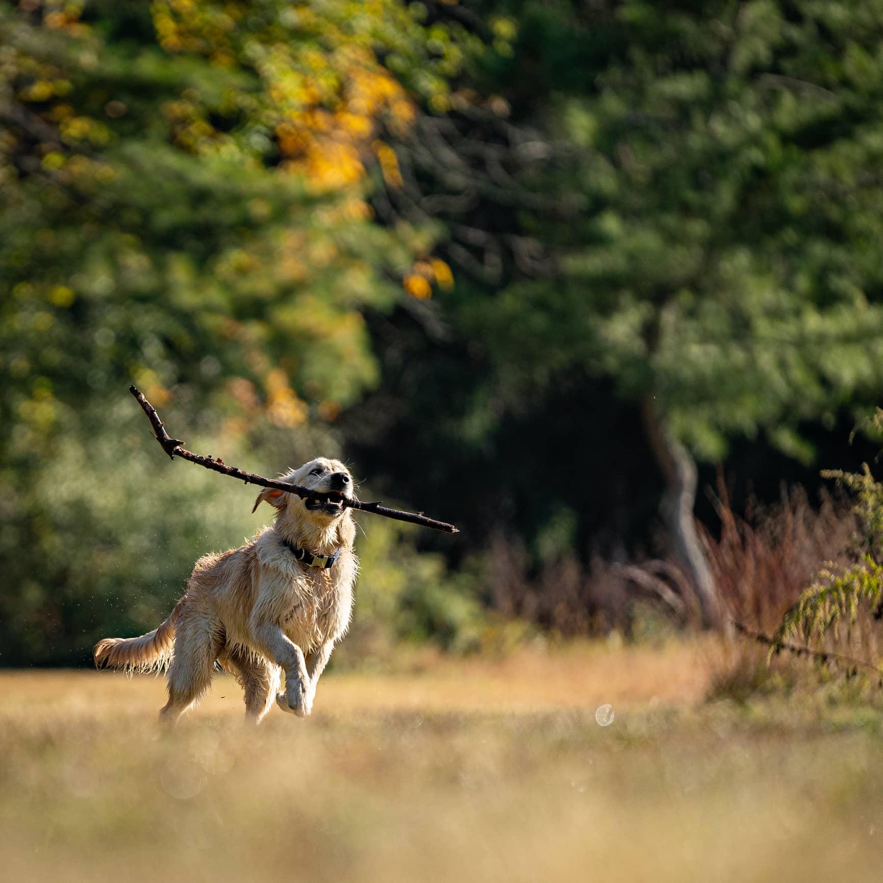 dog with stick A golden retriever runs across a grassy field with a large stick in its mouth, surrounded by green trees under sunlight.
