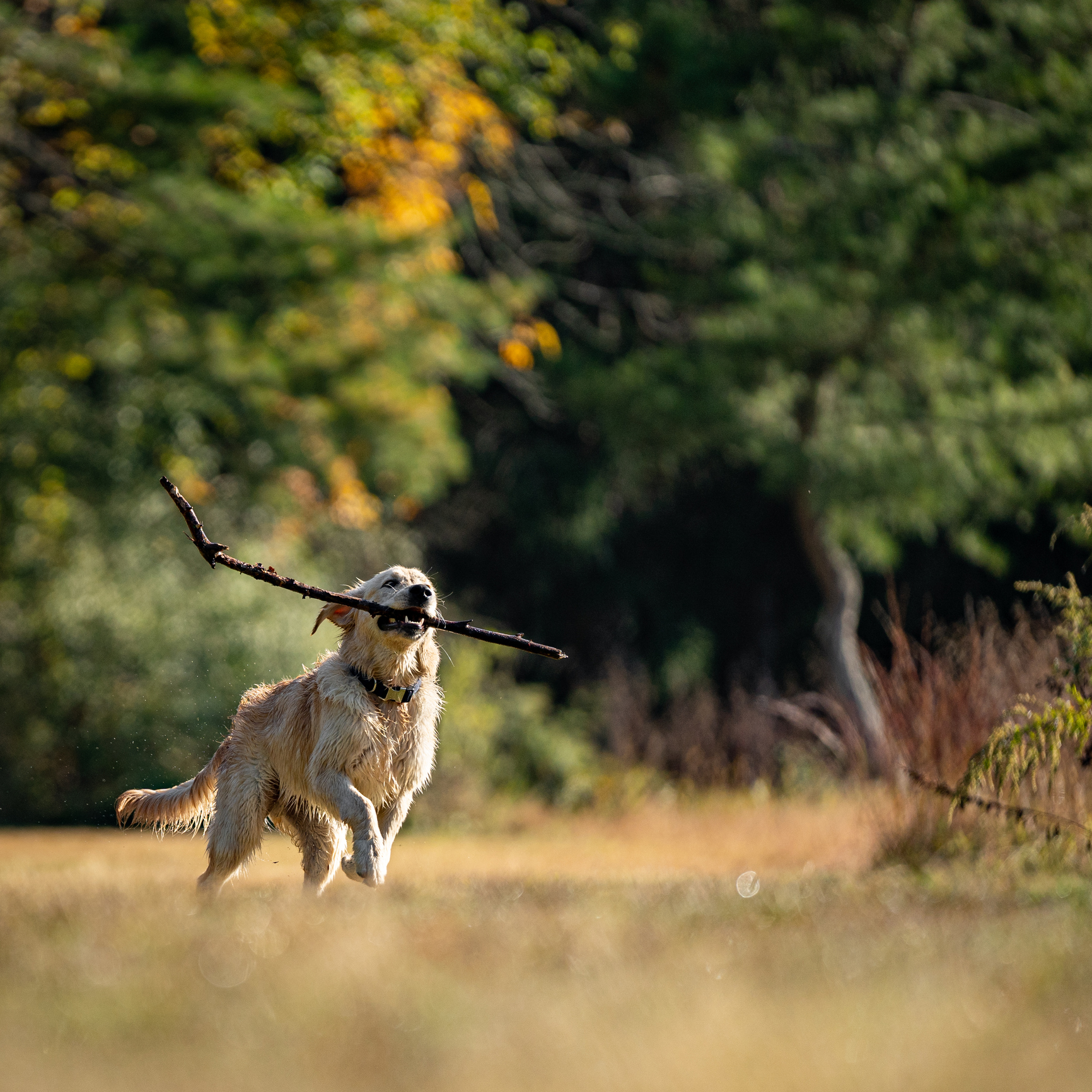 Happy Golden Retriever fetching a stick in a meadow. A wet golden retriever runs through a grassy field carrying a large stick in its mouth, with green trees and sunlight in the background.